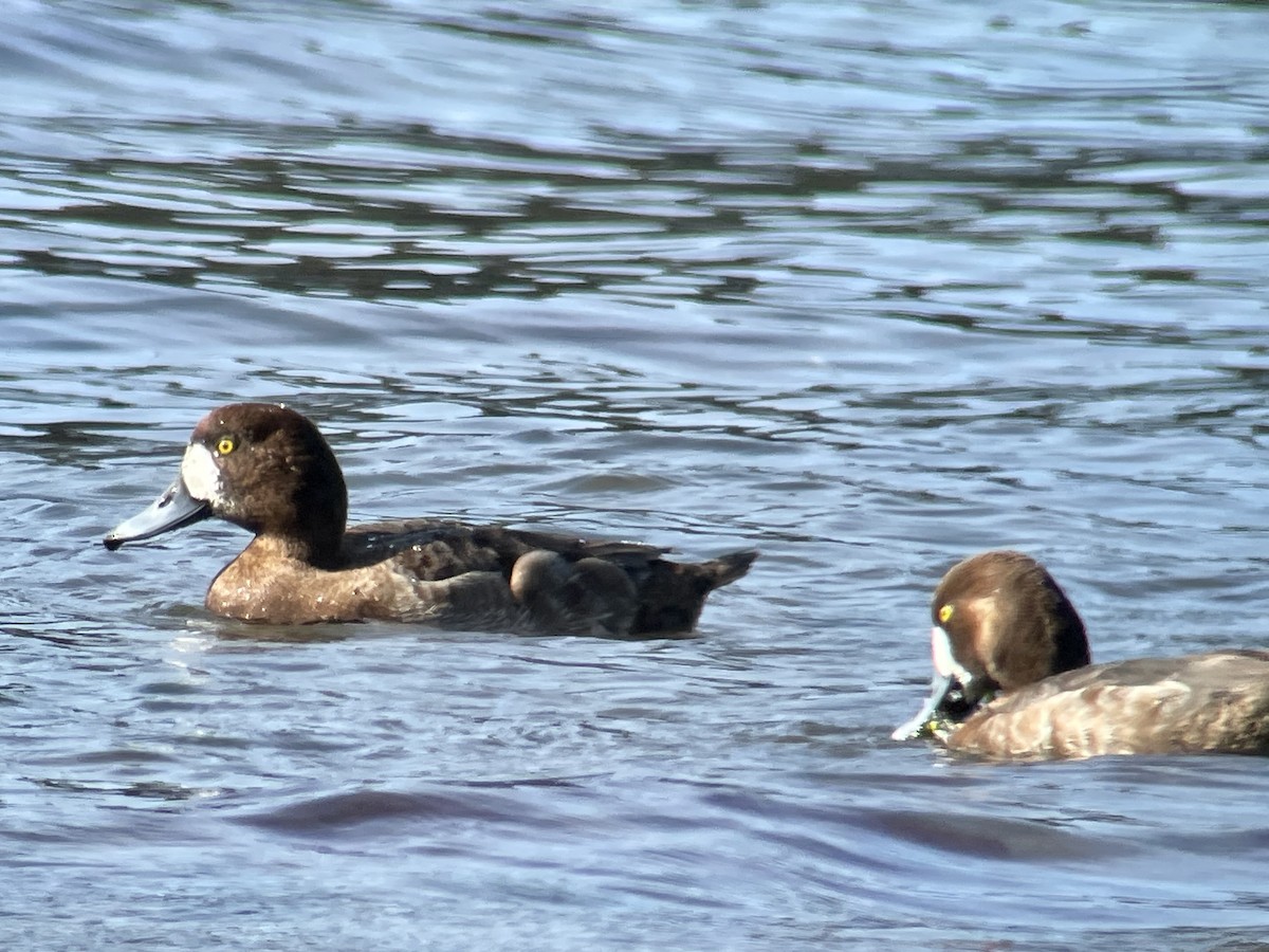 Greater Scaup - ML617400232