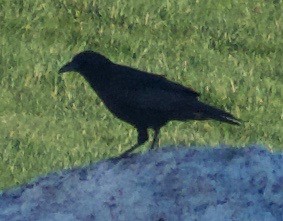 Corvus sp. (crow sp.) - ML617400234