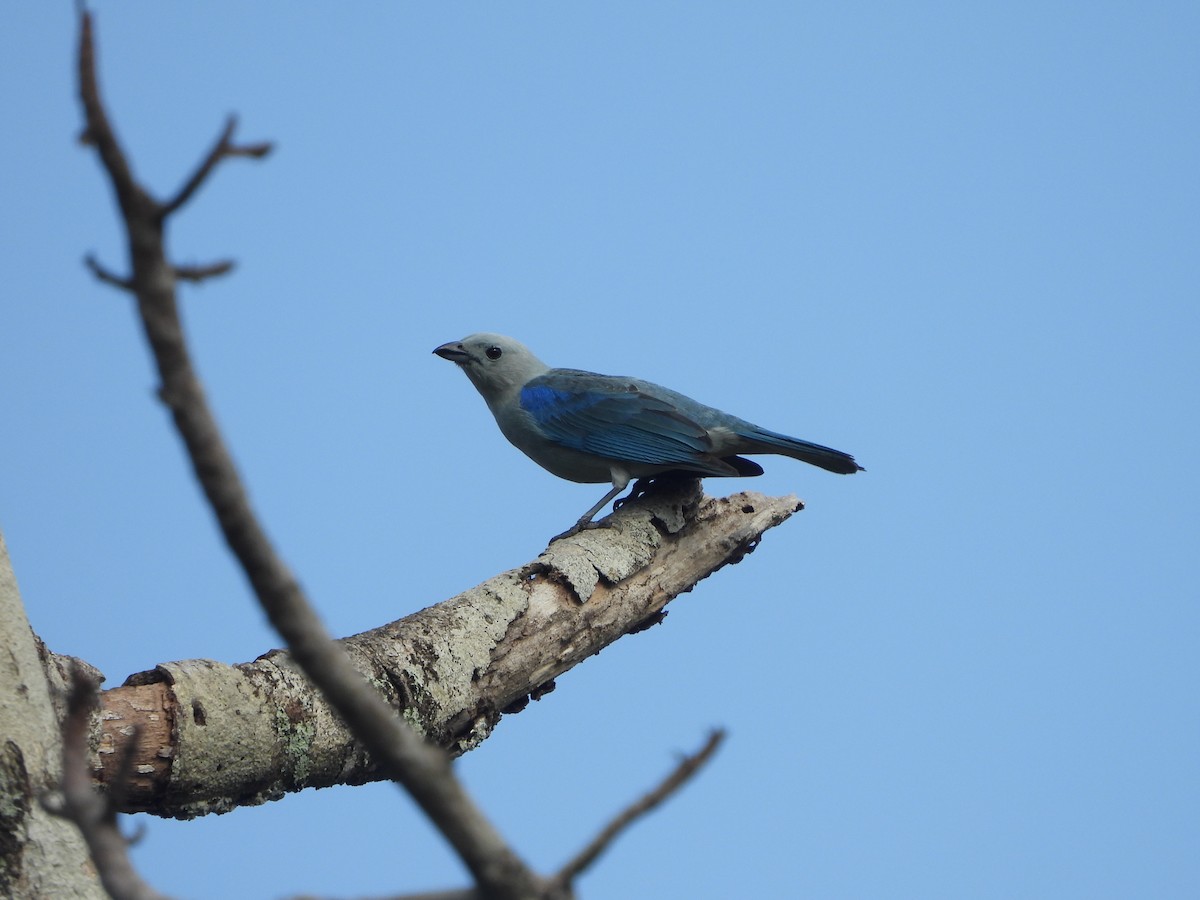 Blue-gray Tanager - ML617400240