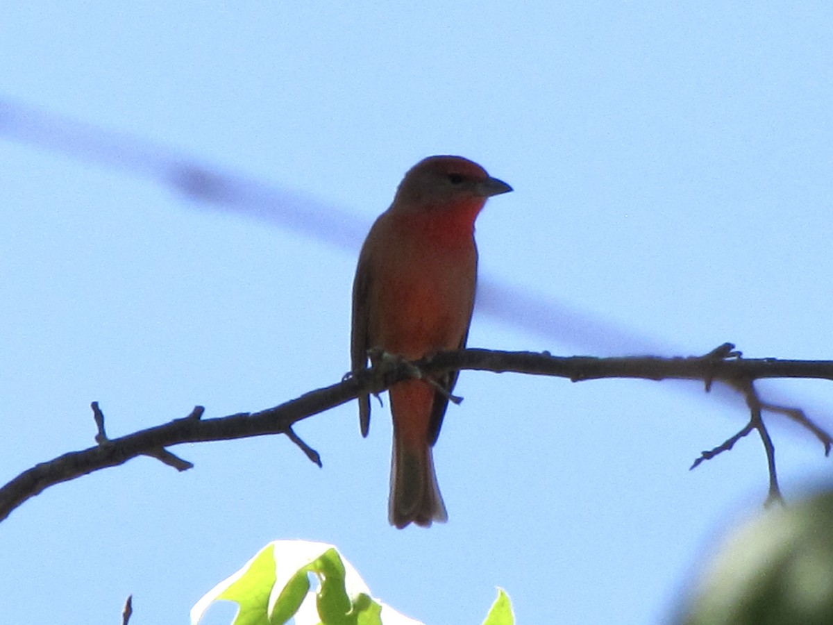 Hepatic Tanager - ML617400322