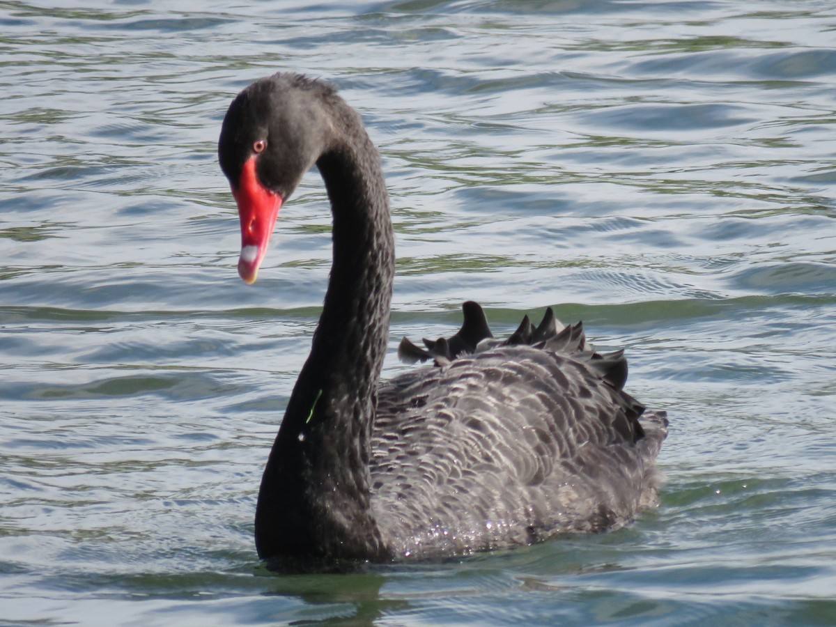 Black Swan - ML617400391