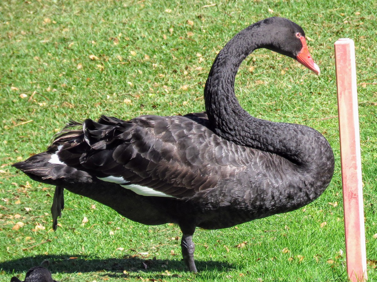 Black Swan - ML617400413
