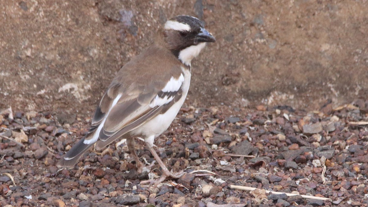 White-browed Sparrow-Weaver - Rick Folkening