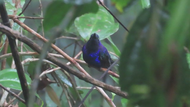 kolibřík fialkový - ML617400485