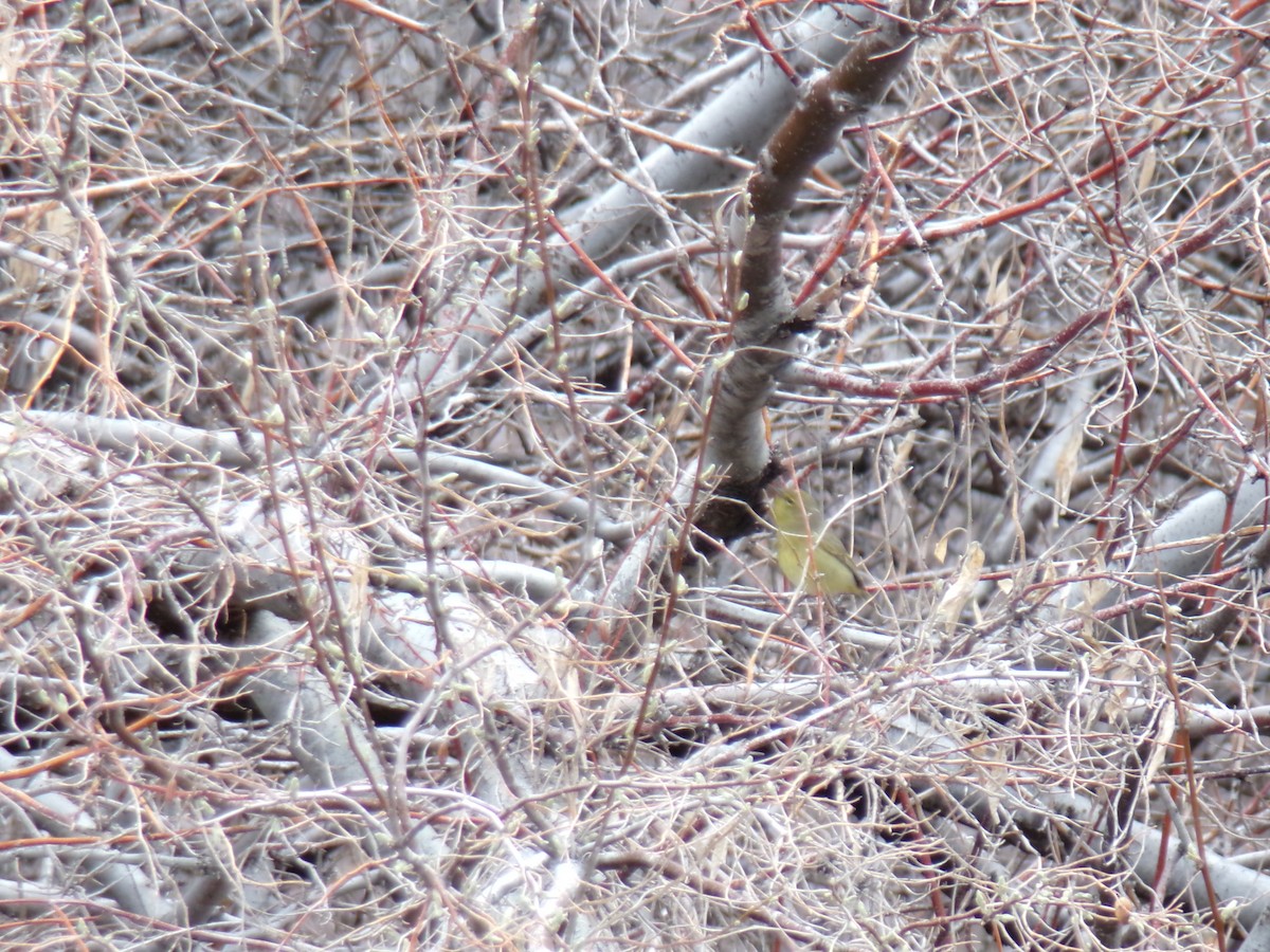 Orange-crowned Warbler - ML617400528