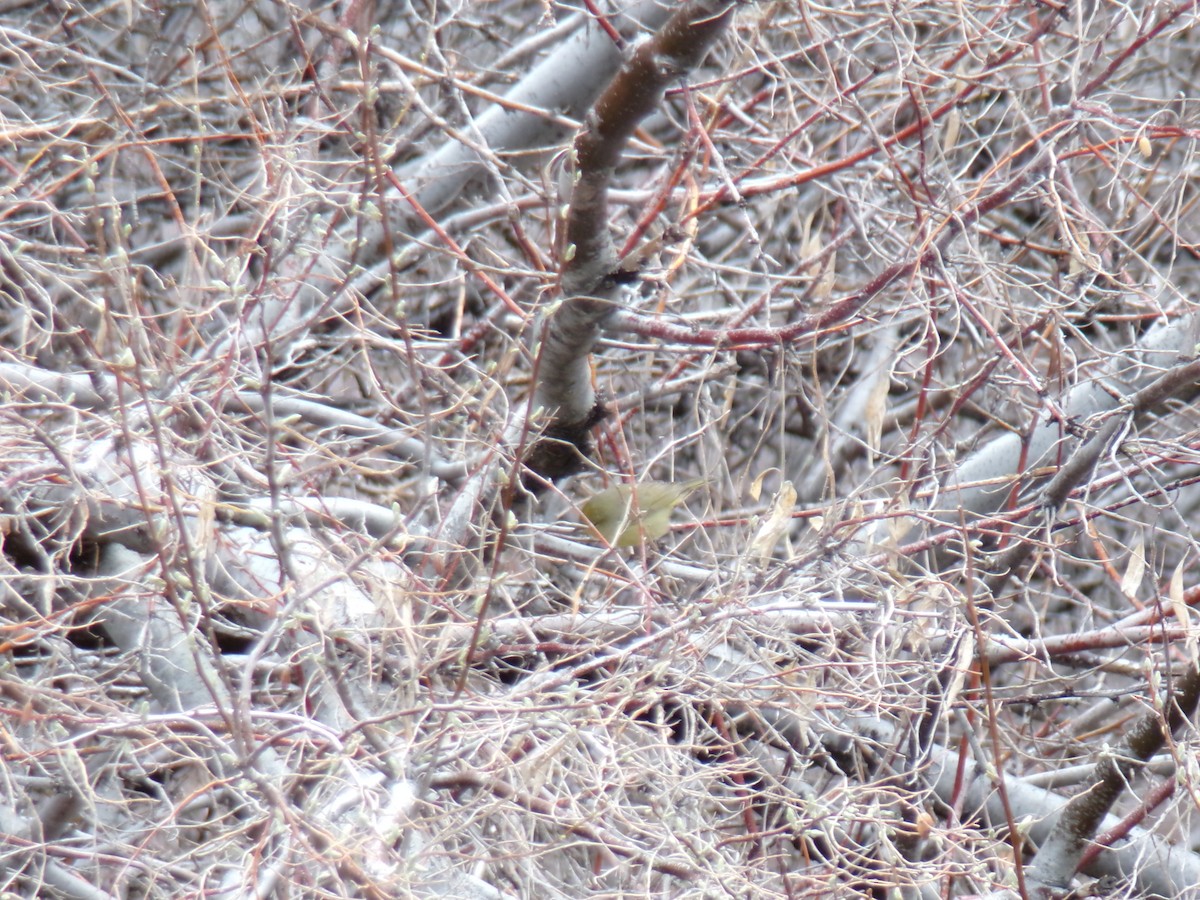 Orange-crowned Warbler - ML617400531