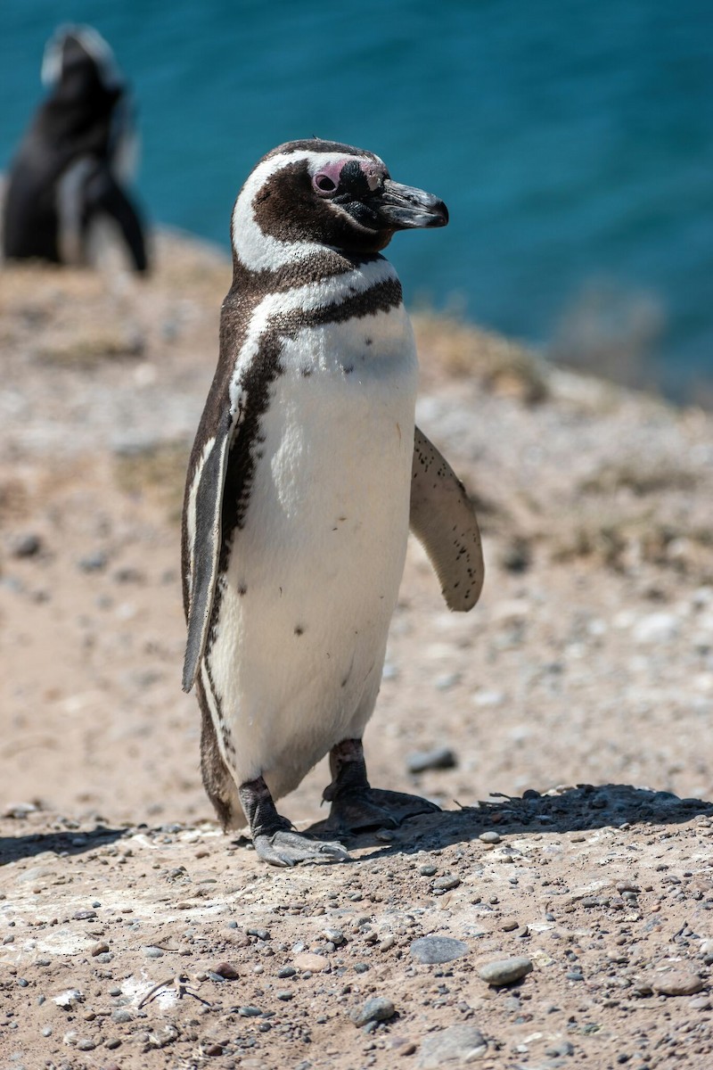 Magellanic Penguin - ARIEL ROTONDO