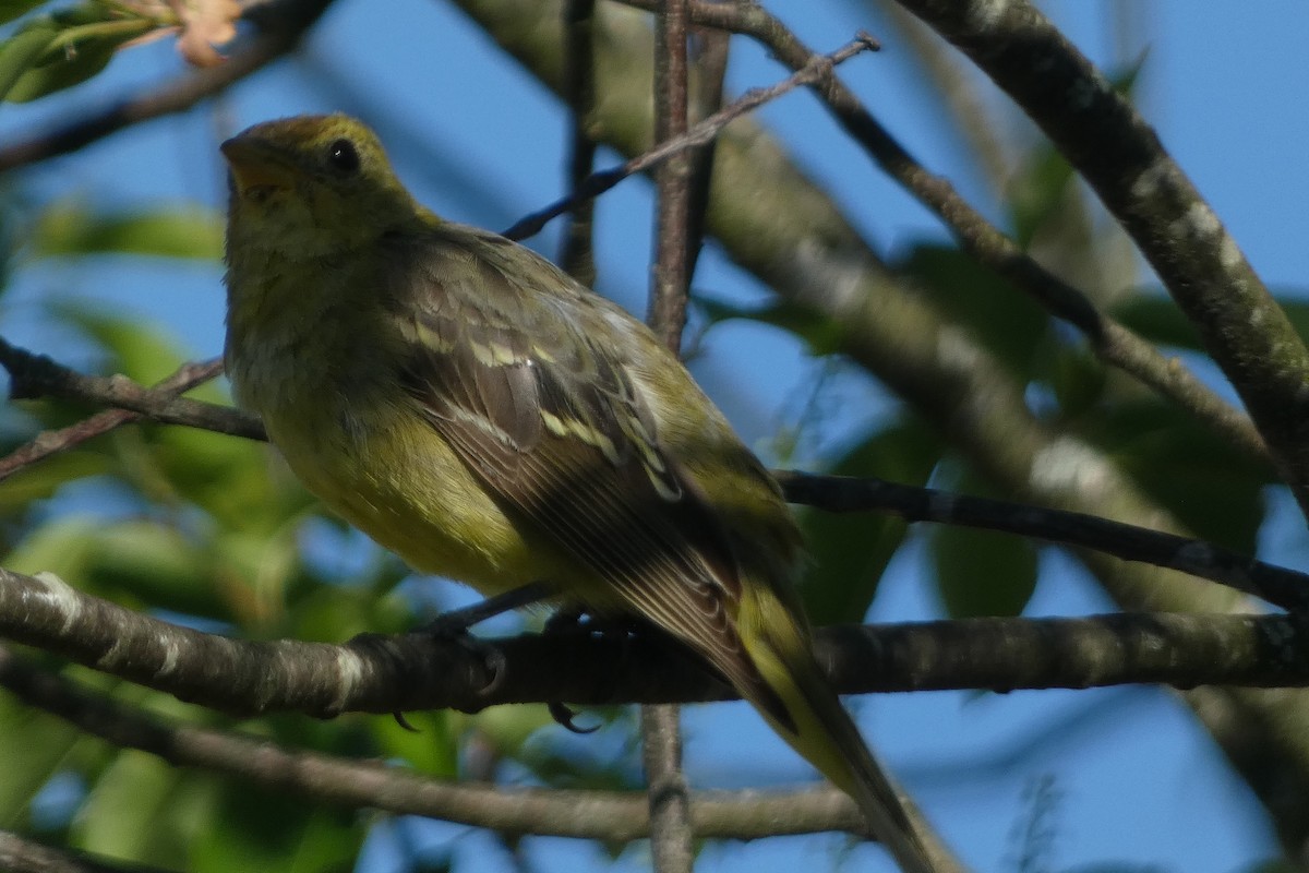 Western Tanager - ML617400618