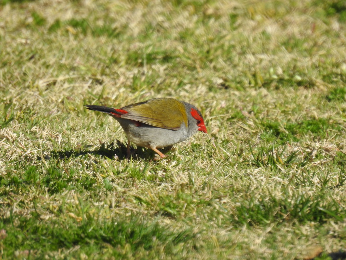 Red-browed Firetail - ML617400650