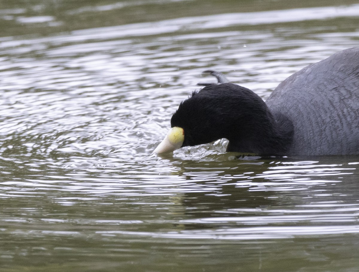 American Coot (White-shielded) - ML617400659