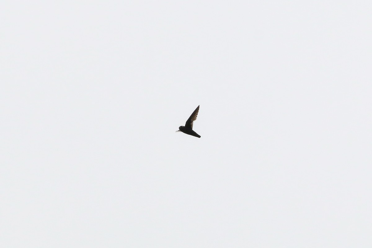Spot-fronted Swift - ML617400666