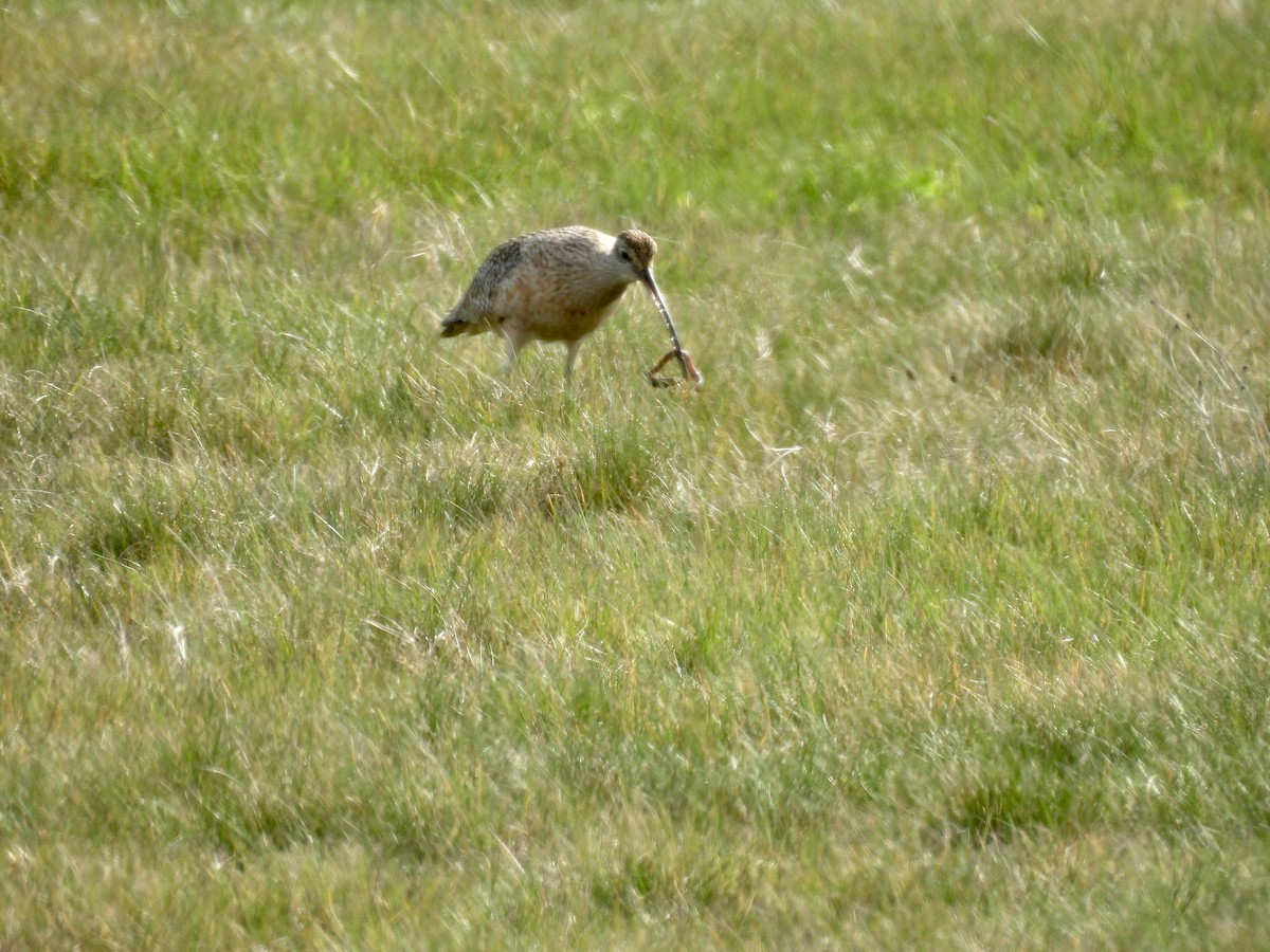 Long-billed Curlew - ML617400678