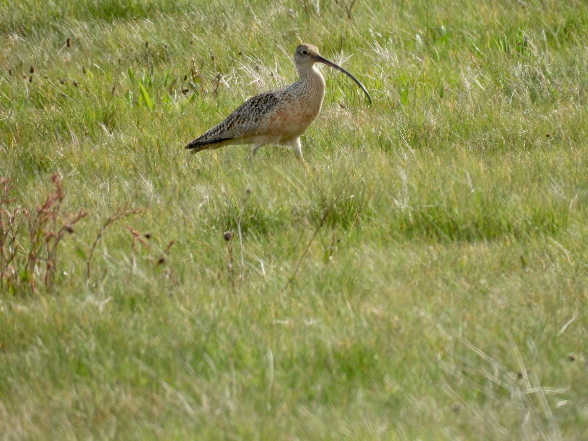 Long-billed Curlew - ML617400679