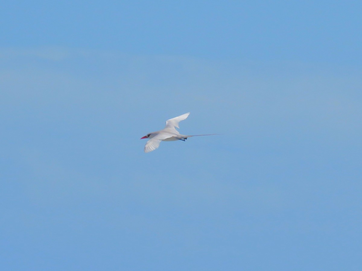 Red-tailed Tropicbird - ML617400726