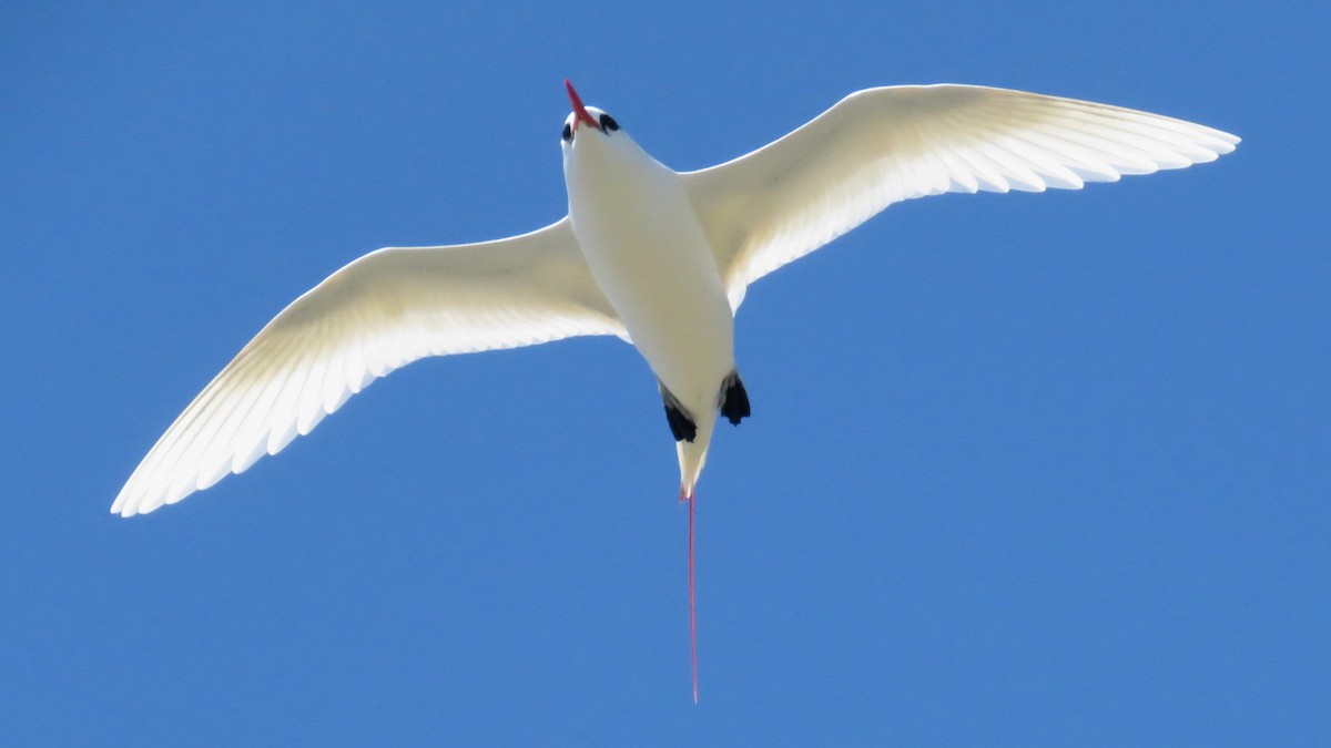 Red-tailed Tropicbird - ML617400727