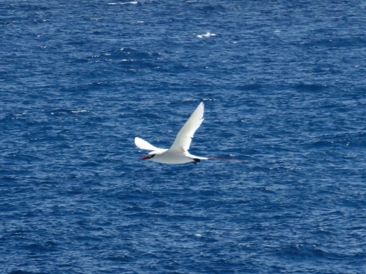 Red-tailed Tropicbird - ML617400728