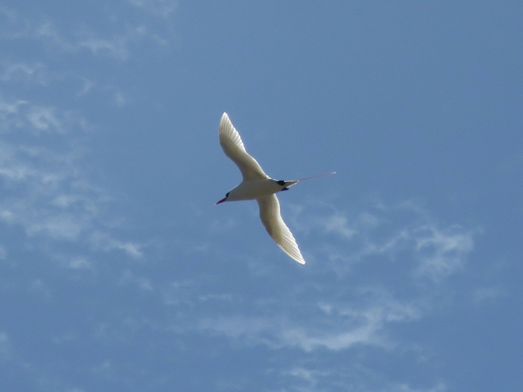 Red-tailed Tropicbird - ML617400729
