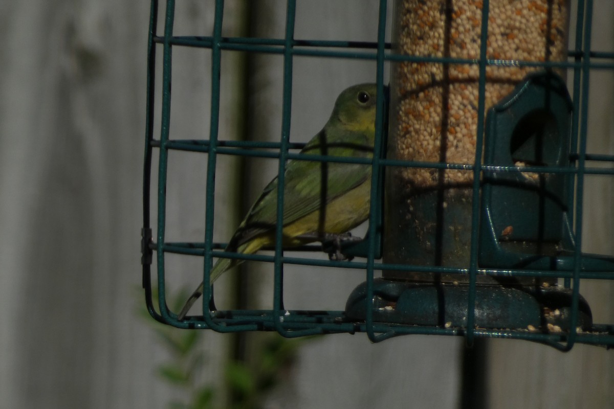 Painted Bunting - ML617400735