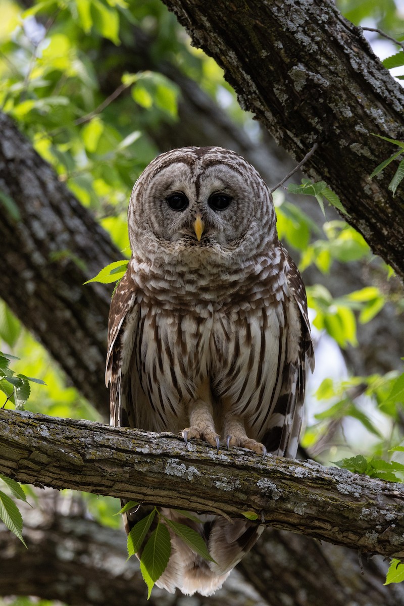 Barred Owl - Rob  Sielaff
