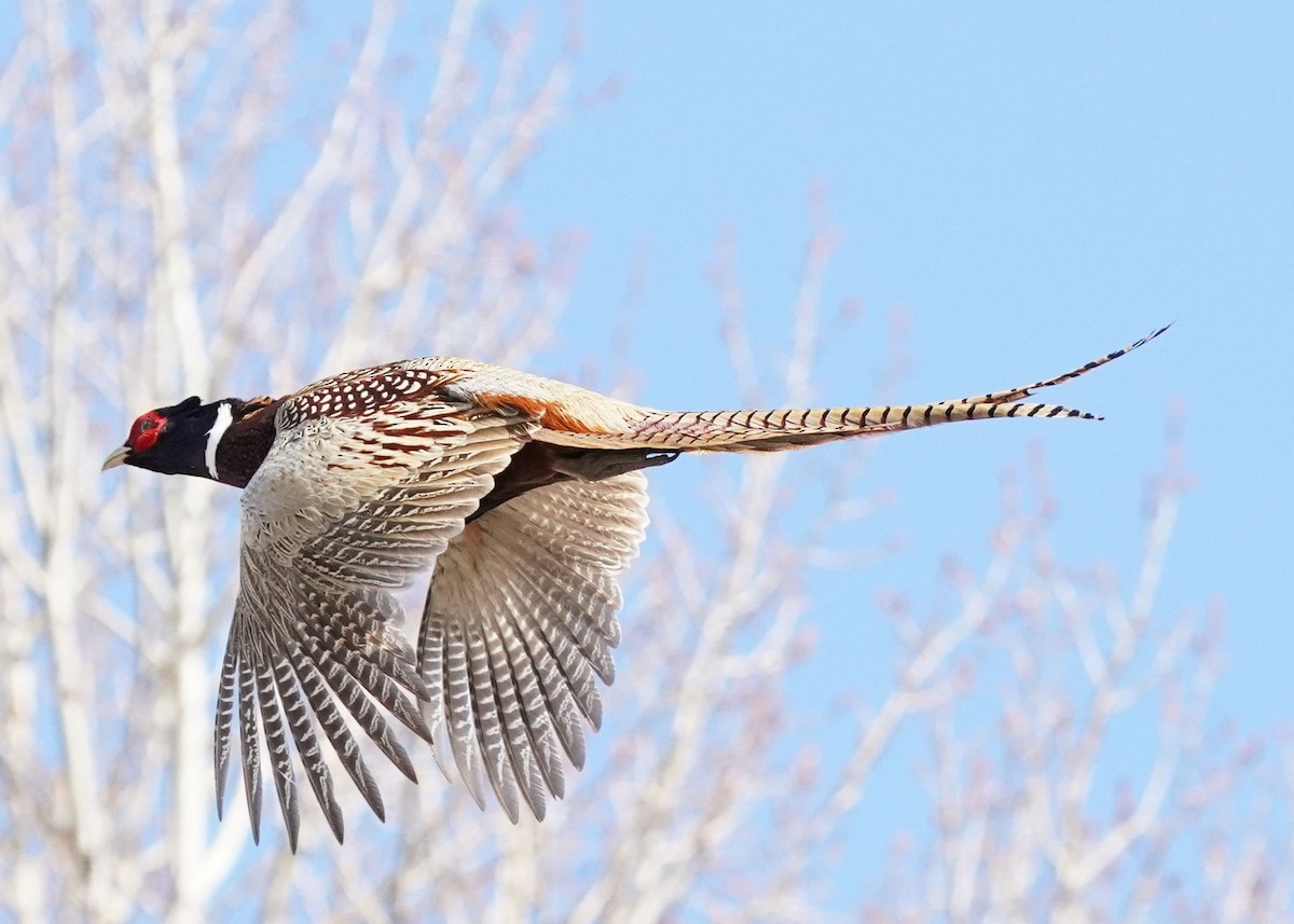 Ring-necked Pheasant - ML617400822