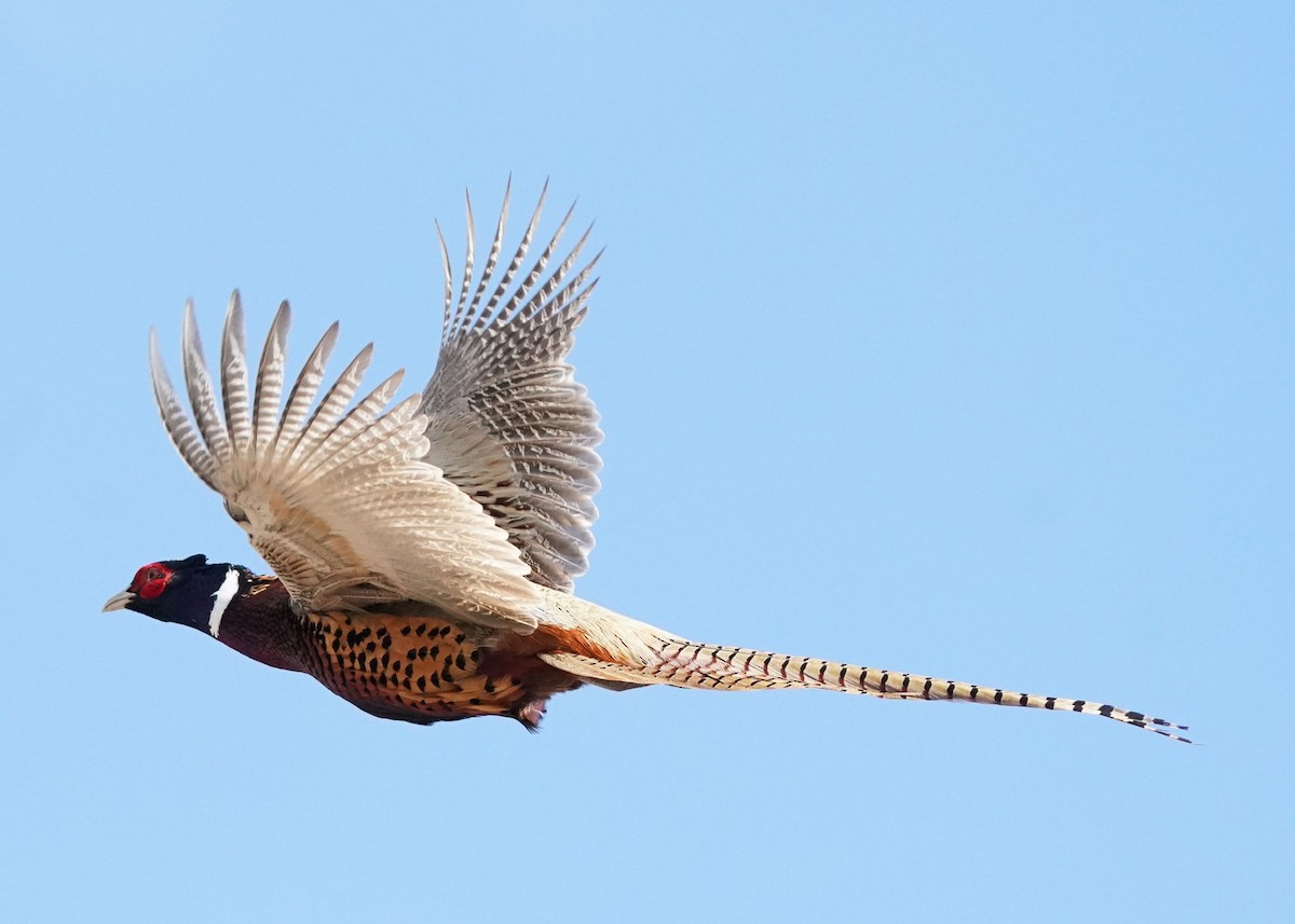 Ring-necked Pheasant - ML617400823