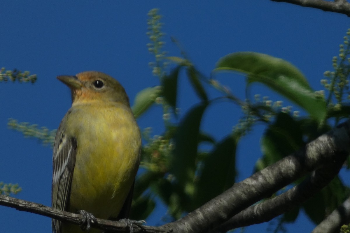 Western Tanager - ML617400837
