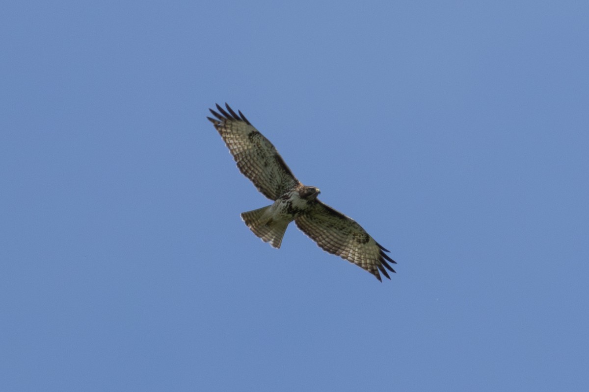 Red-tailed Hawk - ML617400844