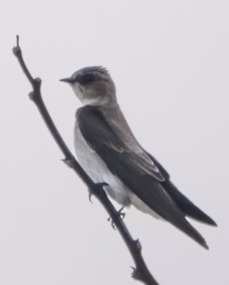 Northern Rough-winged Swallow (Northern) - ML617400862