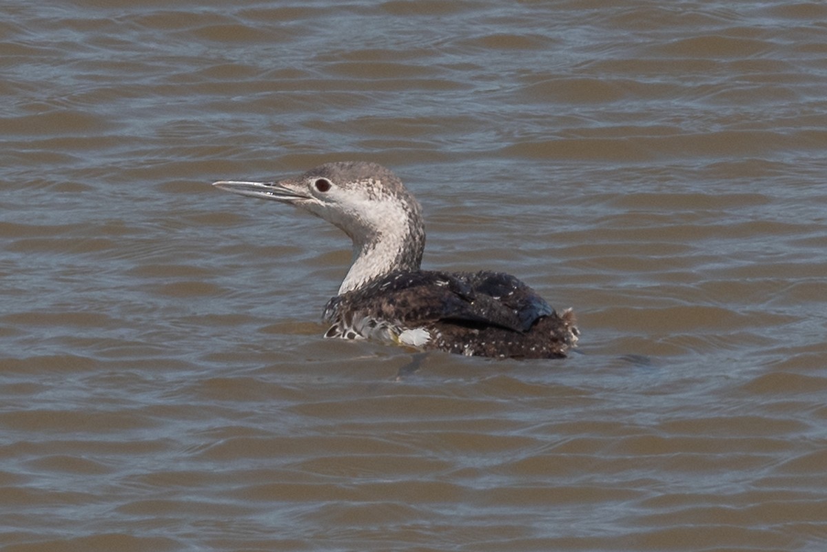 Red-throated Loon - ML617400869