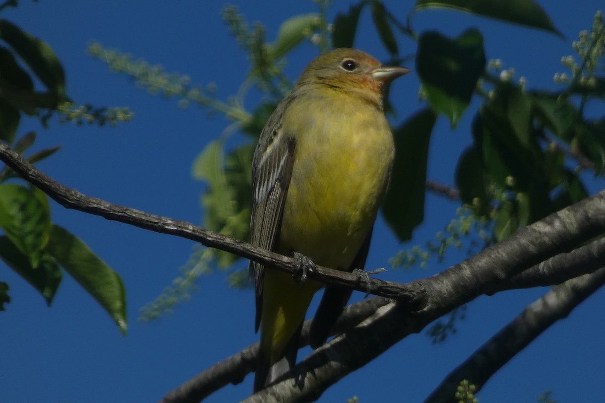 Western Tanager - ML617400910