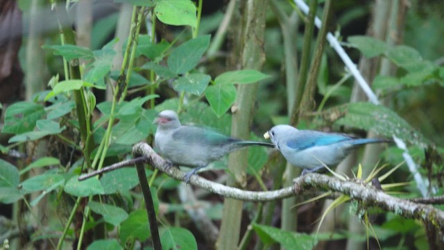 Blue-gray Tanager - ML617400927