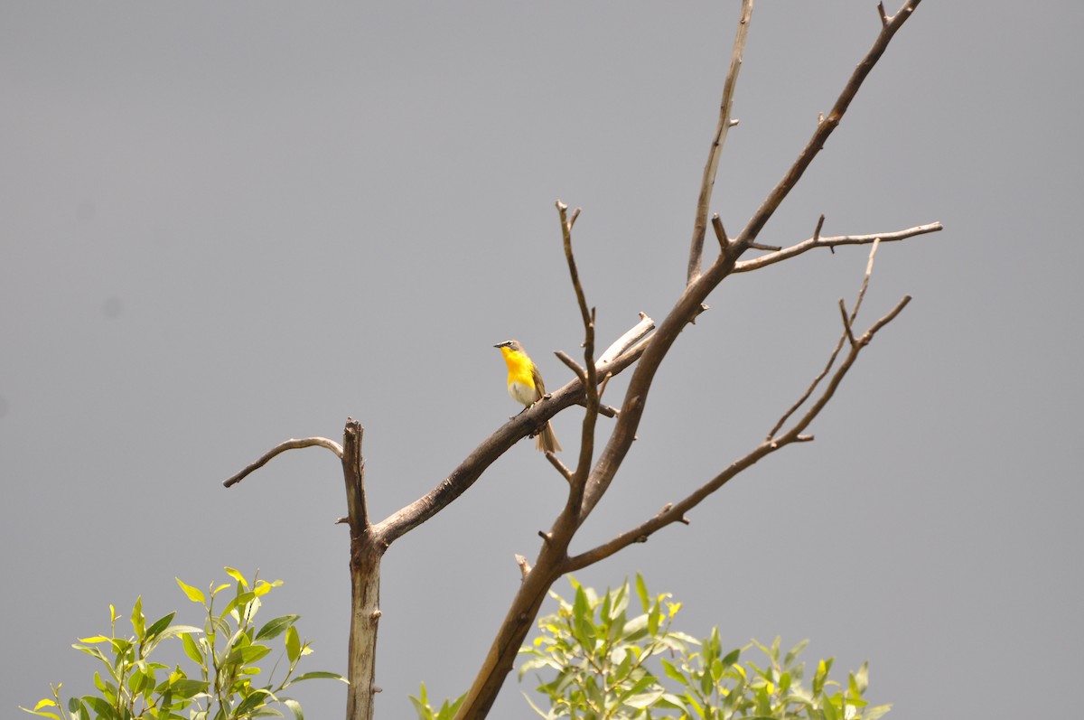 Yellow-breasted Chat - ML617401030