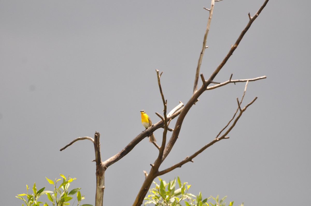 Yellow-breasted Chat - ML617401034