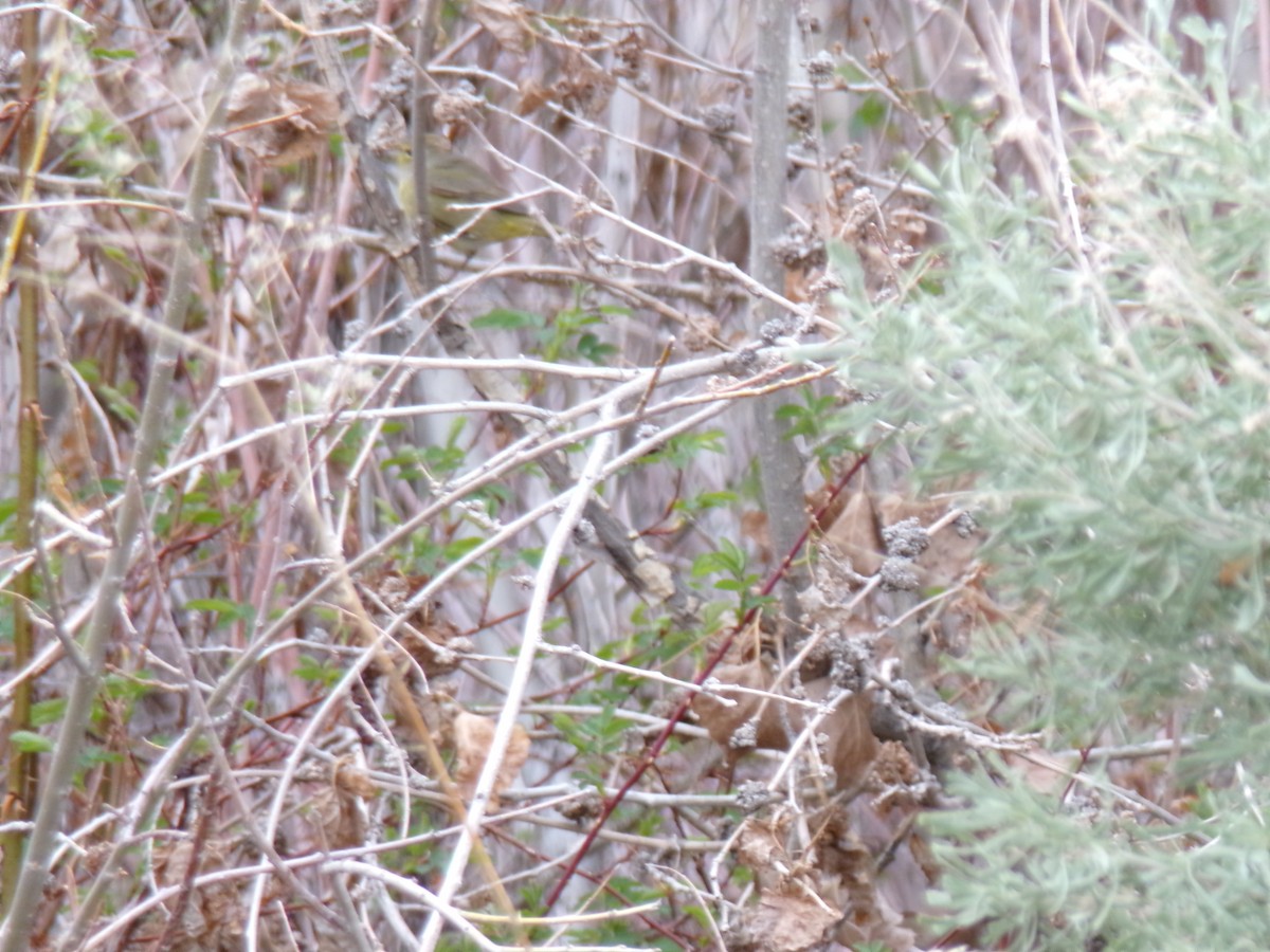 Orange-crowned Warbler - ML617401057