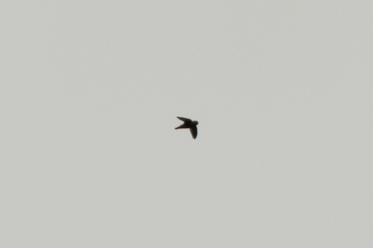 Spot-fronted Swift - ML617401070