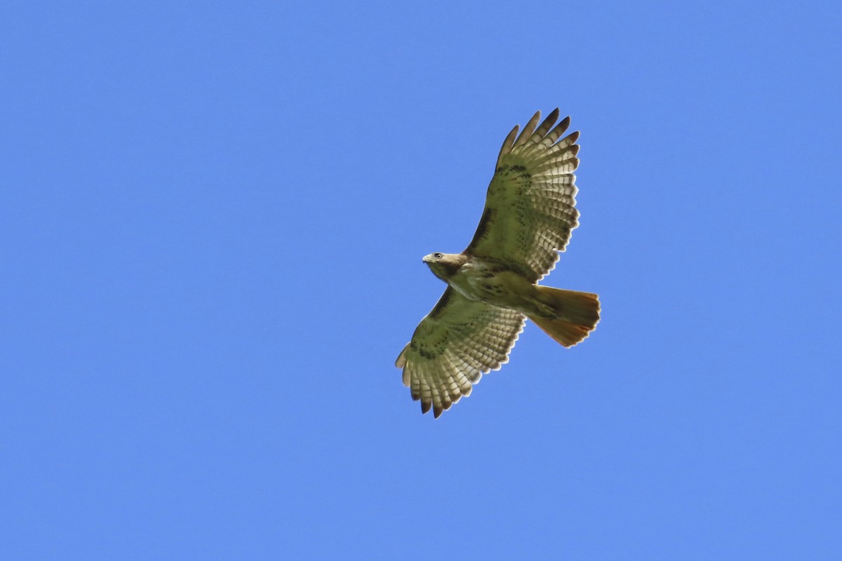 Red-tailed Hawk - ML617401146