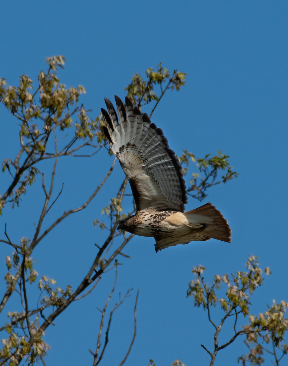 Red-tailed Hawk - ML617401192