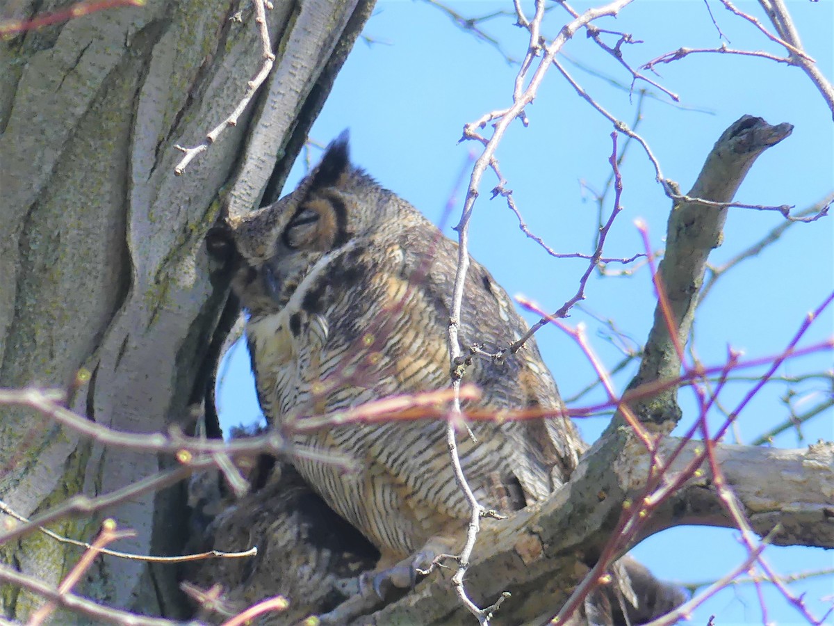 Great Horned Owl - ML617401201