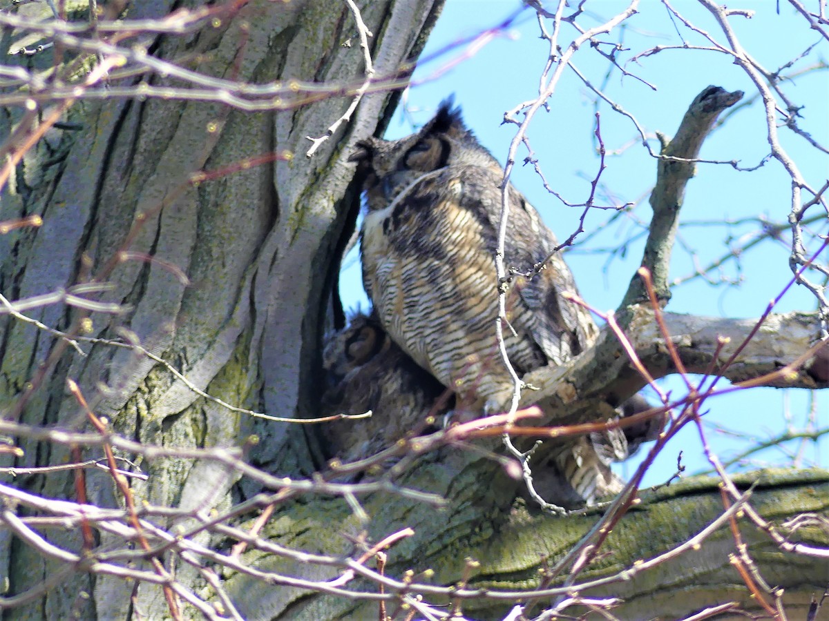 Great Horned Owl - ML617401202