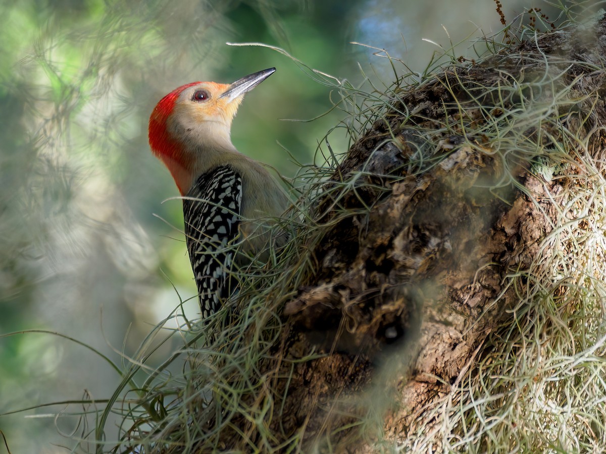 Red-bellied Woodpecker - Abe Villanueva