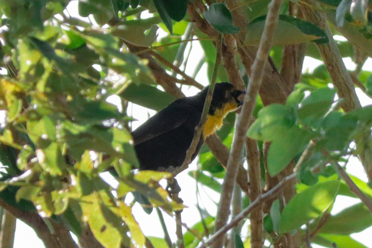 Yellow-headed Blackbird - ML617401232