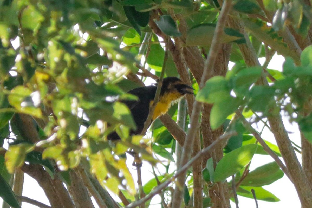 Yellow-headed Blackbird - ML617401233