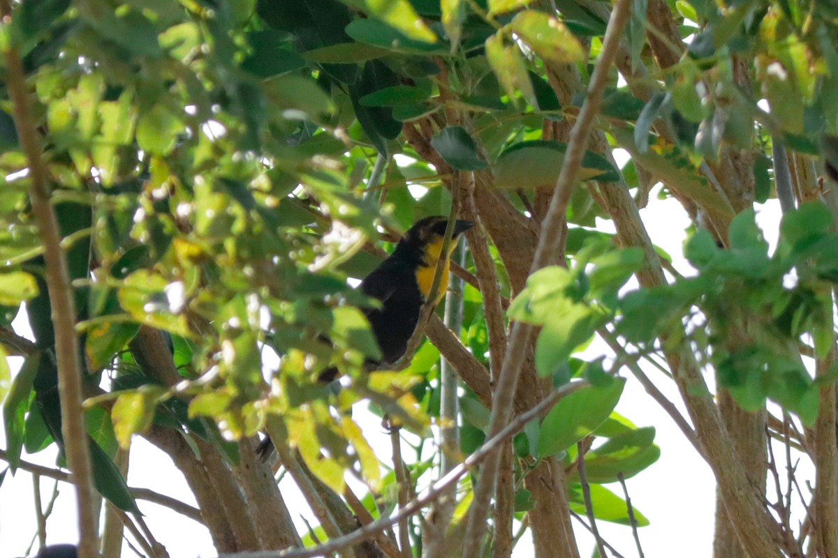 Yellow-headed Blackbird - ML617401234