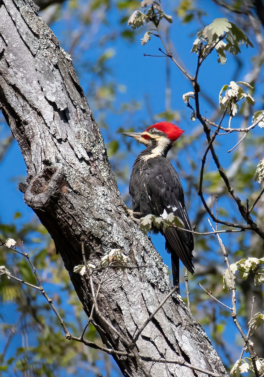 Pileated Woodpecker - ML617401244