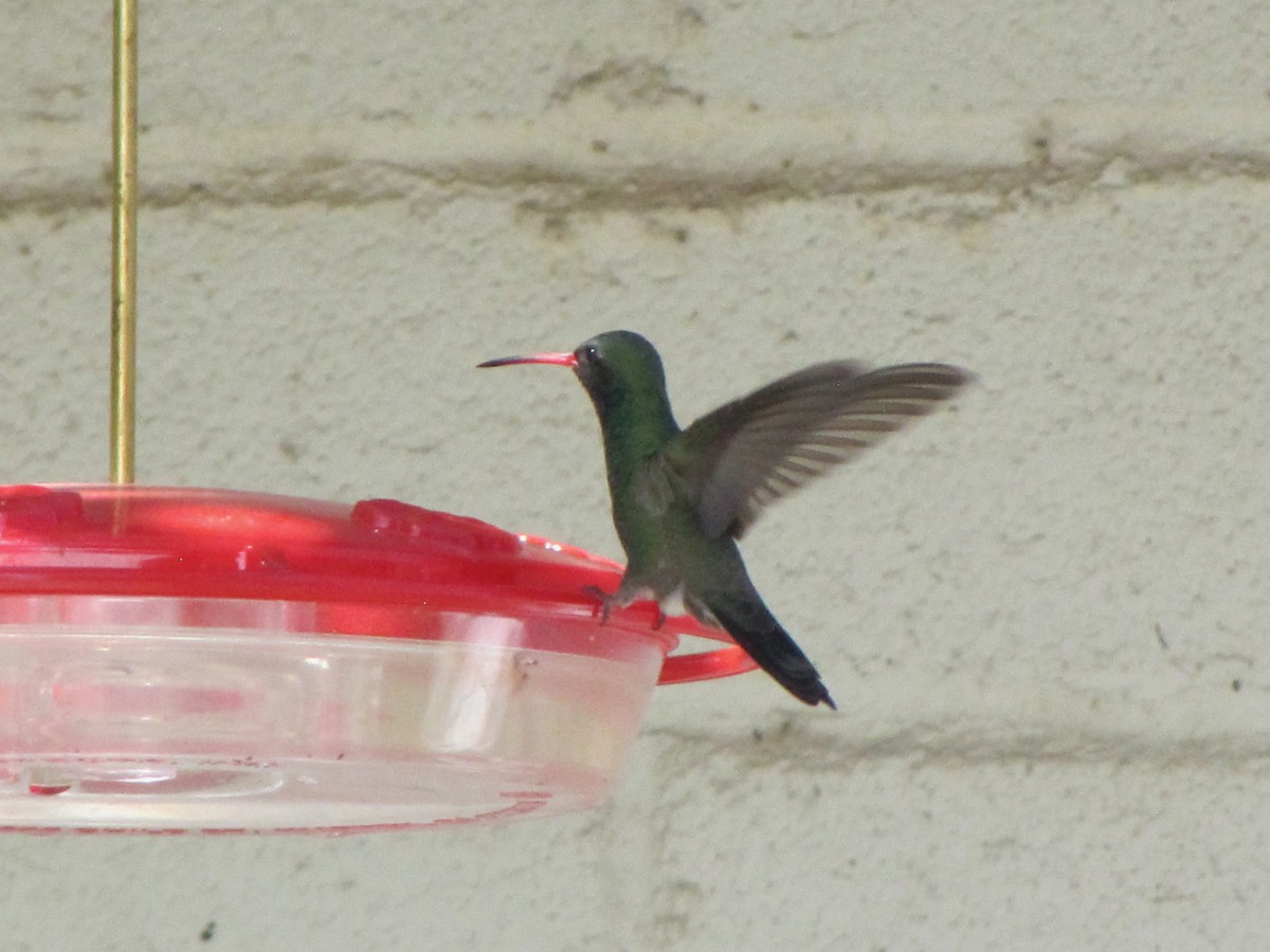 kolibřík širokozobý - ML617401329
