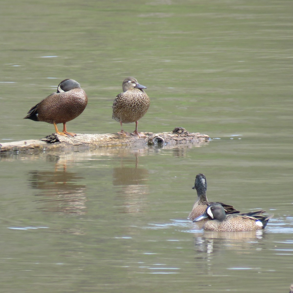 Blue-winged Teal - ML617401383