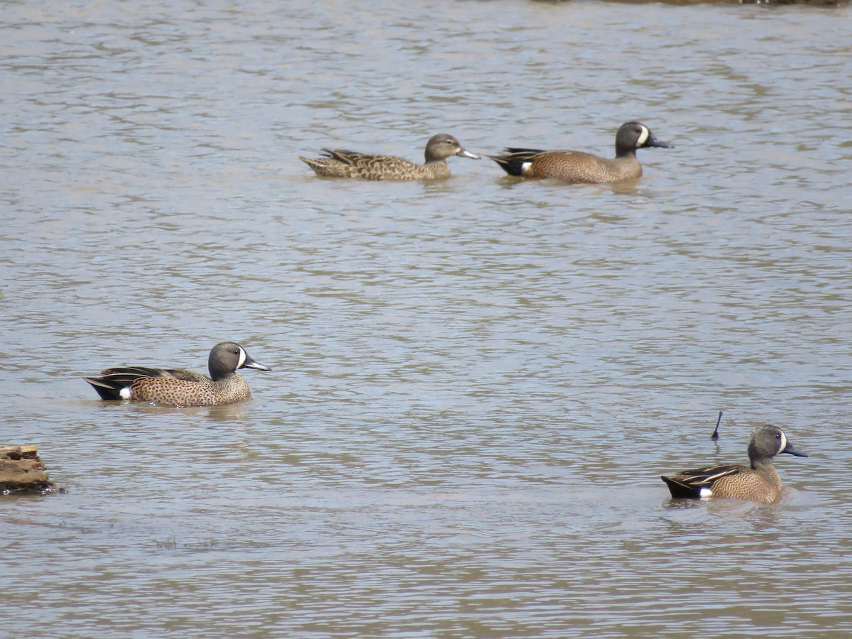 Blue-winged Teal - ML617401384