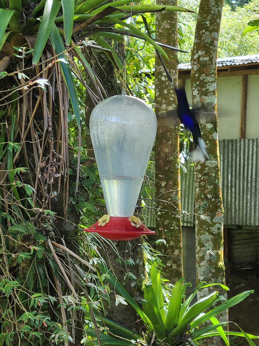 kolibřík fialkový - ML617401405