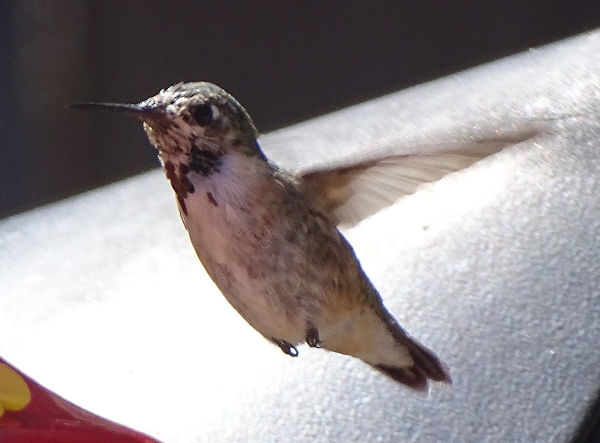 Calliope Hummingbird - ML617401418