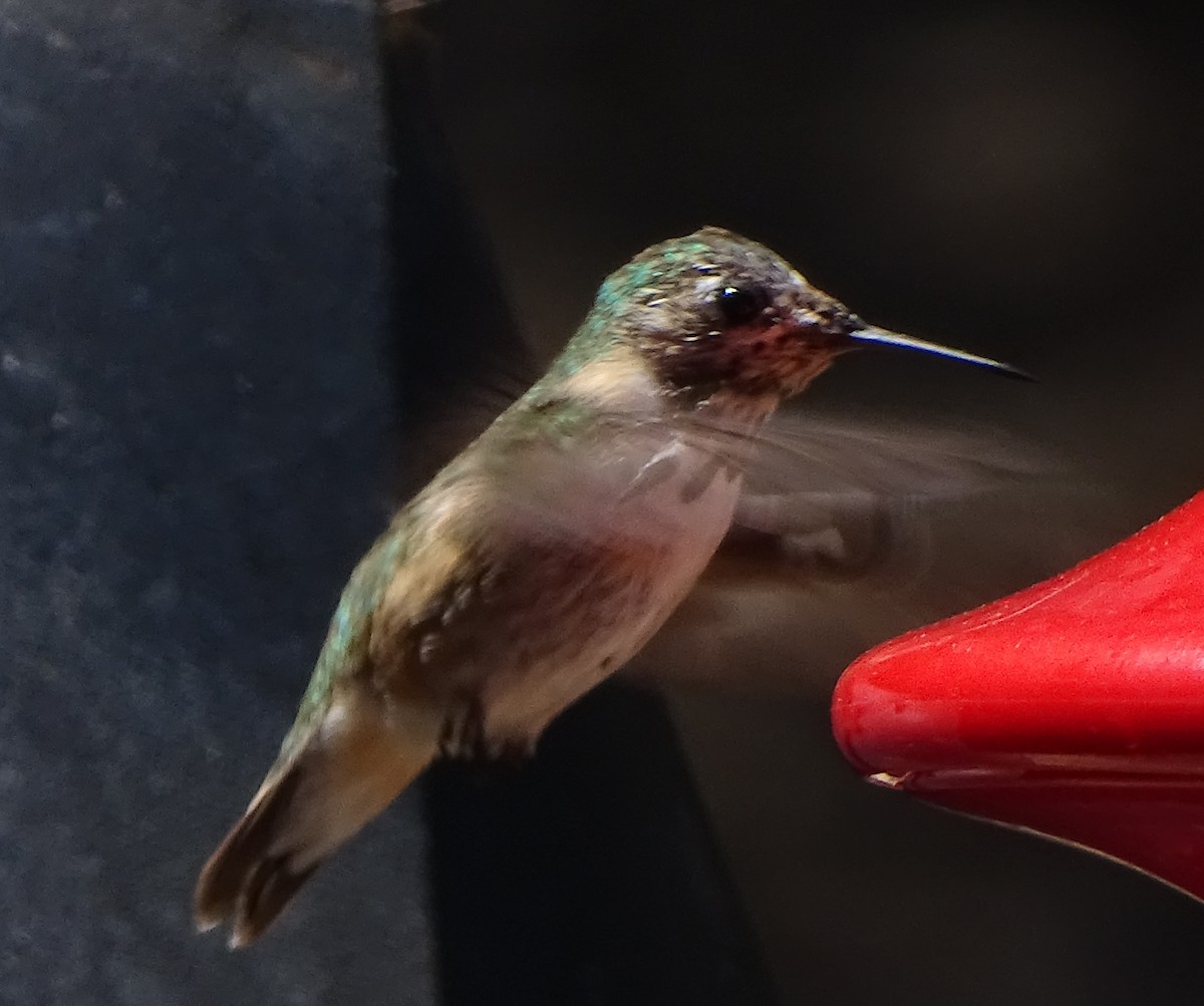 Calliope Hummingbird - ML617401419